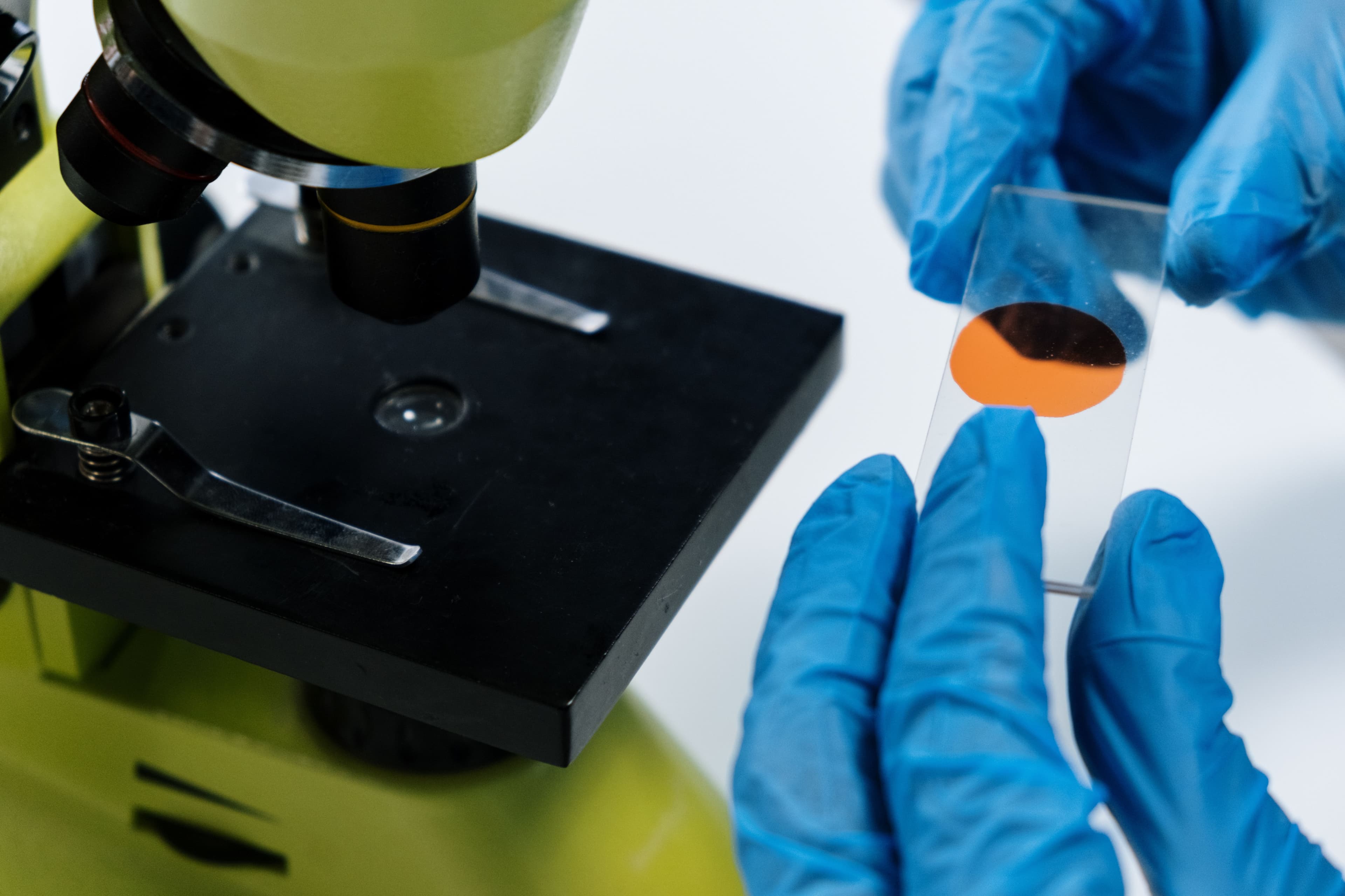 In Vitro Cytotoxicity Assessment